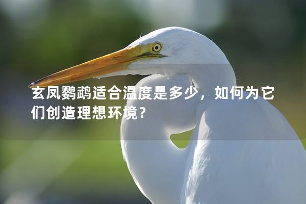 玄凤鹦鹉适合温度是多少，如何为它们创造理想环境？