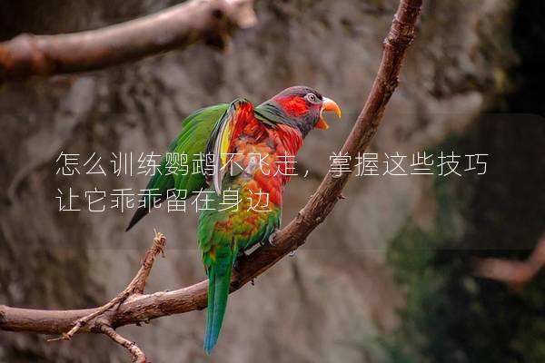怎么训练鹦鹉不飞走，掌握这些技巧让它乖乖留在身边