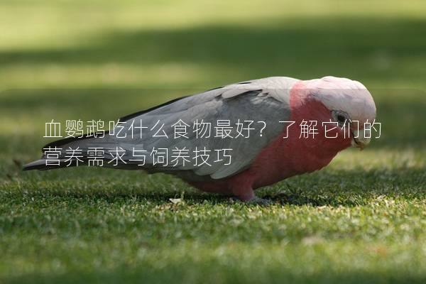 血鹦鹉吃什么食物最好？了解它们的营养需求与饲养技巧