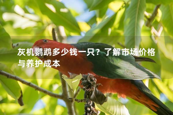 灰机鹦鹉多少钱一只？了解市场价格与养护成本