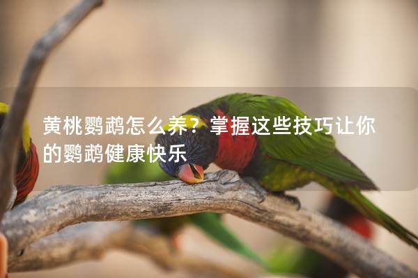 黄桃鹦鹉怎么养？掌握这些技巧让你的鹦鹉健康快乐