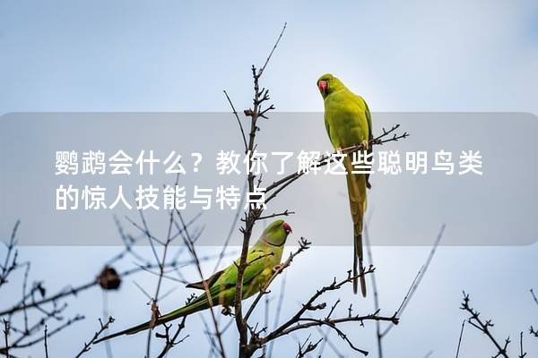 鹦鹉会什么？教你了解这些聪明鸟类的惊人技能与特点