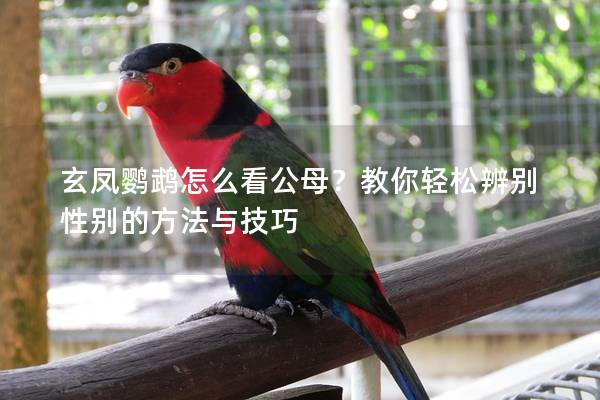 玄凤鹦鹉怎么看公母？教你轻松辨别性别的方法与技巧