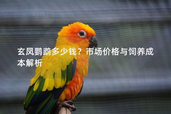 玄凤鹦鹉多少钱？市场价格与饲养成本解析
