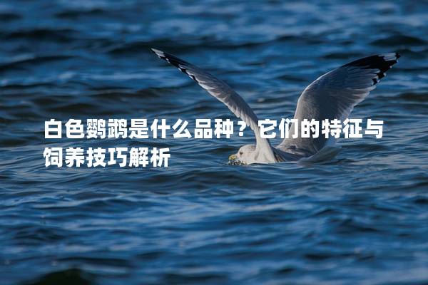 白色鹦鹉是什么品种？它们的特征与饲养技巧解析