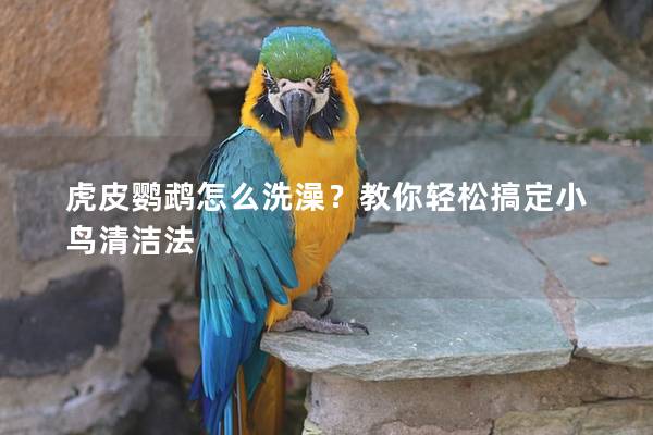 虎皮鹦鹉怎么洗澡？教你轻松搞定小鸟清洁法