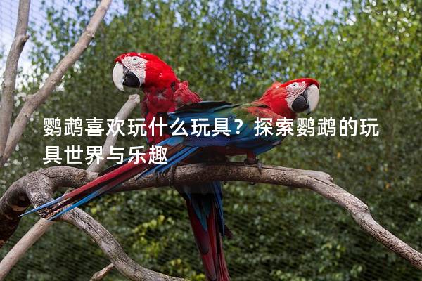 鹦鹉喜欢玩什么玩具？探索鹦鹉的玩具世界与乐趣