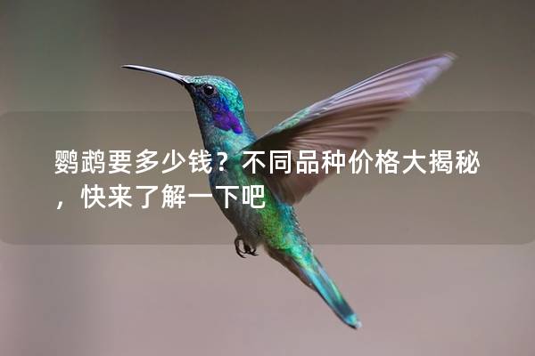 鹦鹉要多少钱？不同品种价格大揭秘，快来了解一下吧