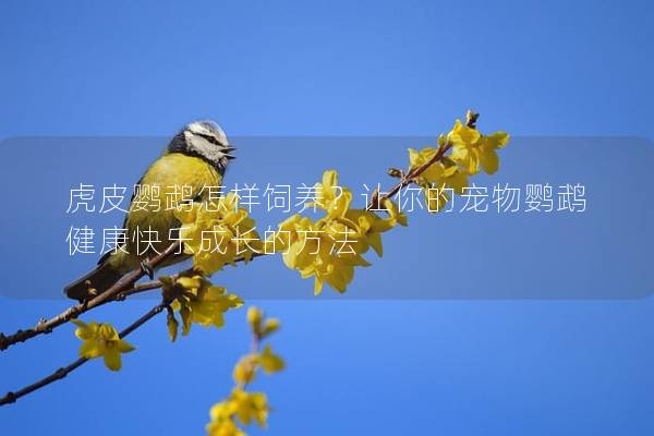 虎皮鹦鹉怎样饲养？让你的宠物鹦鹉健康快乐成长的方法