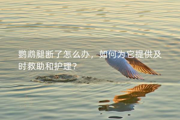 鹦鹉腿断了怎么办，如何为它提供及时救助和护理？