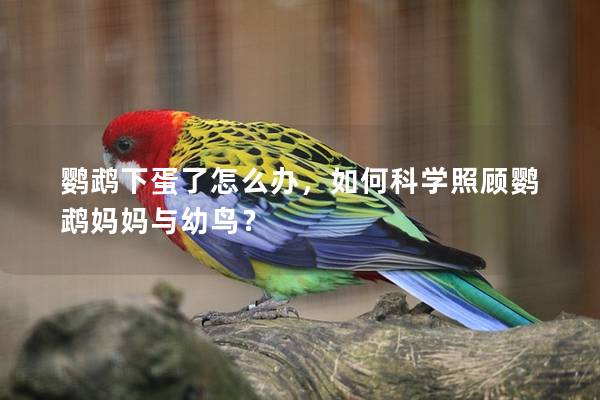 鹦鹉下蛋了怎么办，如何科学照顾鹦鹉妈妈与幼鸟？