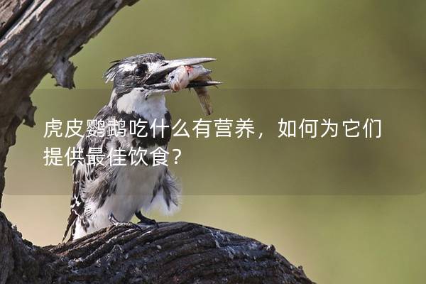虎皮鹦鹉吃什么有营养，如何为它们提供最佳饮食？