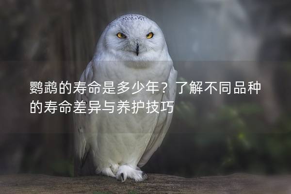 鹦鹉的寿命是多少年？了解不同品种的寿命差异与养护技巧