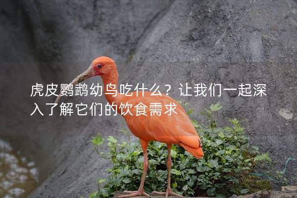 虎皮鹦鹉幼鸟吃什么？让我们一起深入了解它们的饮食需求