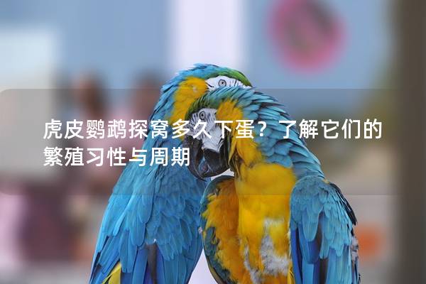 虎皮鹦鹉探窝多久下蛋？了解它们的繁殖习性与周期