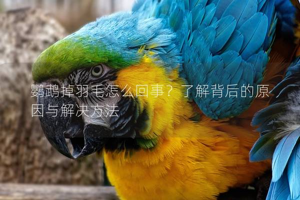 鹦鹉掉羽毛怎么回事？了解背后的原因与解决方法