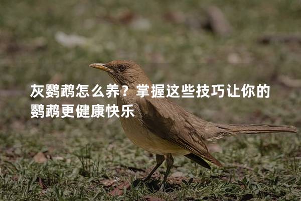 灰鹦鹉怎么养？掌握这些技巧让你的鹦鹉更健康快乐