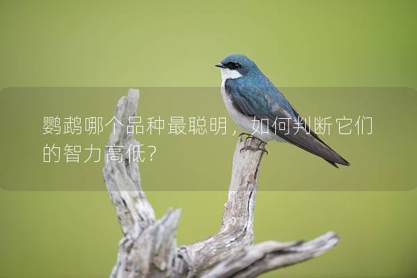 鹦鹉哪个品种最聪明，如何判断它们的智力高低？