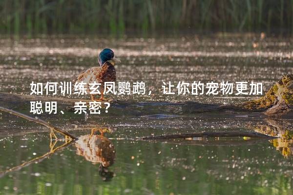 如何训练玄凤鹦鹉，让你的宠物更加聪明、亲密？