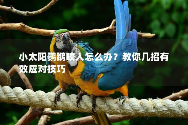 小太阳鹦鹉咬人怎么办？教你几招有效应对技巧