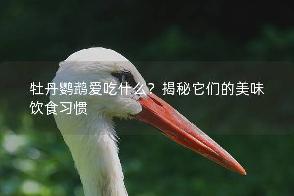 牡丹鹦鹉爱吃什么？揭秘它们的美味饮食习惯