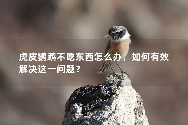 虎皮鹦鹉不吃东西怎么办，如何有效解决这一问题？