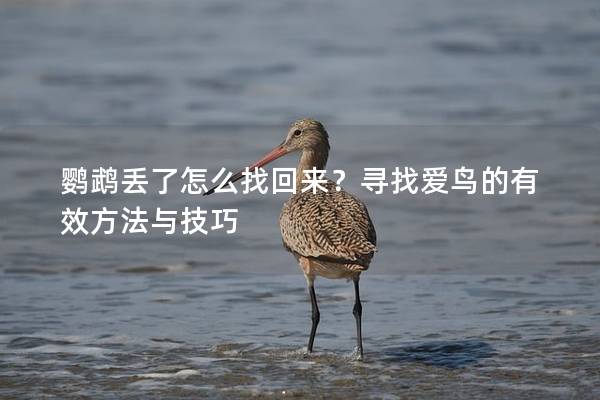 鹦鹉丢了怎么找回来？寻找爱鸟的有效方法与技巧