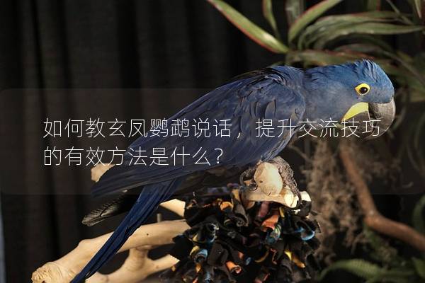 如何教玄凤鹦鹉说话，提升交流技巧的有效方法是什么？