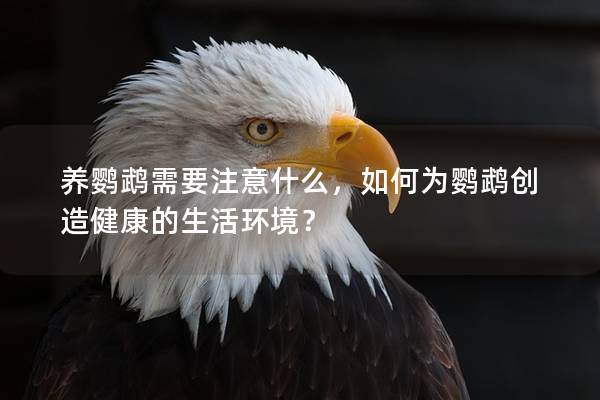 养鹦鹉需要注意什么，如何为鹦鹉创造健康的生活环境？