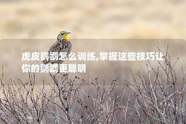 虎皮鹦鹉怎么训练,掌握这些技巧让你的鹦鹉更聪明
