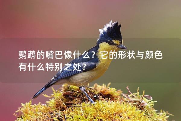 鹦鹉的嘴巴像什么？它的形状与颜色有什么特别之处？