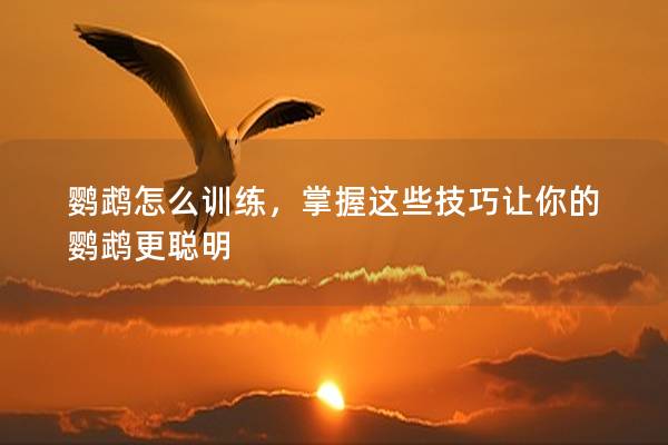 鹦鹉怎么训练，掌握这些技巧让你的鹦鹉更聪明
