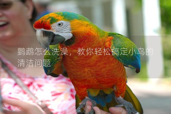 鹦鹉怎么洗澡，教你轻松搞定小鸟的清洁问题