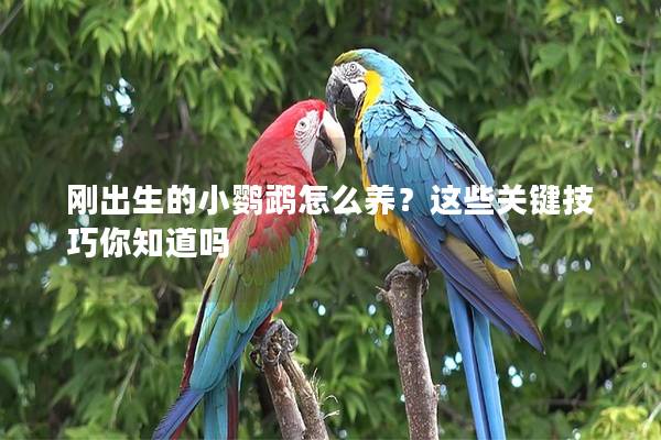 刚出生的小鹦鹉怎么养？这些关键技巧你知道吗