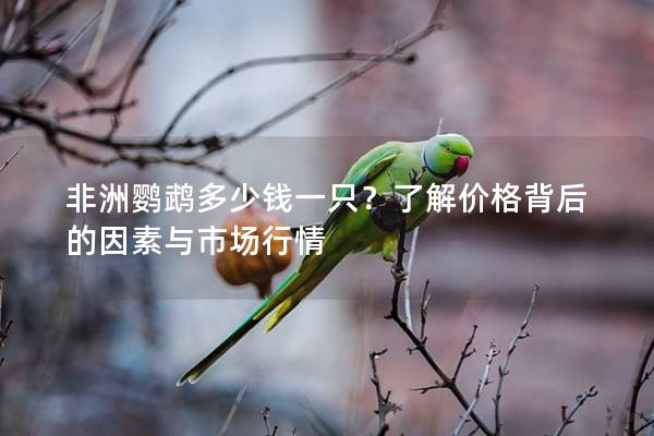 非洲鹦鹉多少钱一只？了解价格背后的因素与市场行情