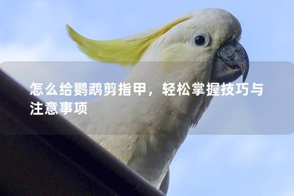怎么给鹦鹉剪指甲，轻松掌握技巧与注意事项