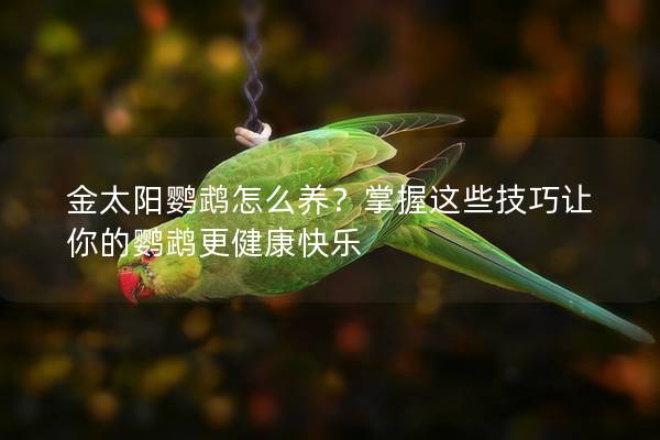 金太阳鹦鹉怎么养？掌握这些技巧让你的鹦鹉更健康快乐