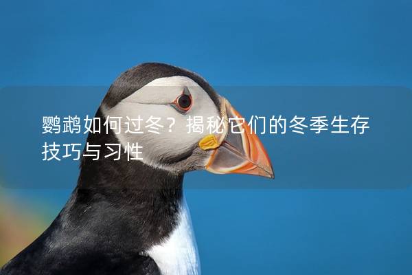鹦鹉如何过冬？揭秘它们的冬季生存技巧与习性