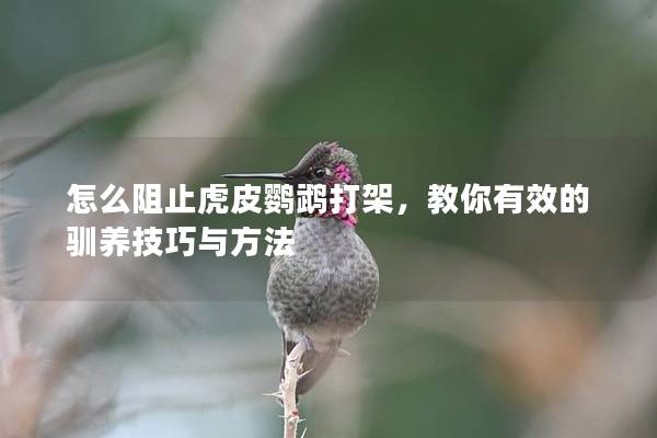 怎么阻止虎皮鹦鹉打架，教你有效的驯养技巧与方法