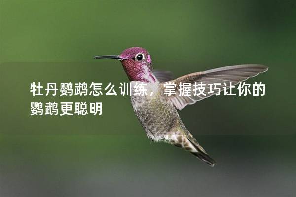 牡丹鹦鹉怎么训练，掌握技巧让你的鹦鹉更聪明
