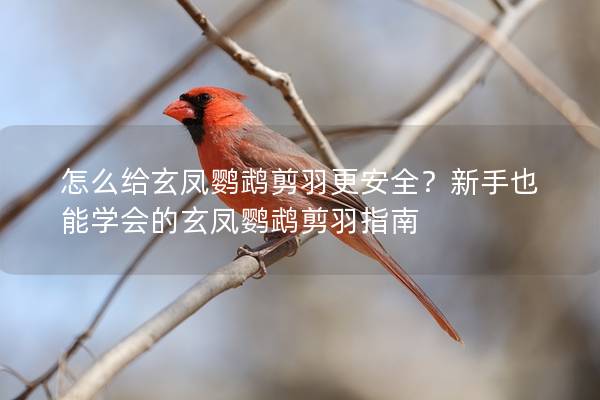 怎么给玄凤鹦鹉剪羽更安全？新手也能学会的玄凤鹦鹉剪羽指南