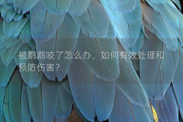 被鹦鹉咬了怎么办，如何有效处理和预防伤害？