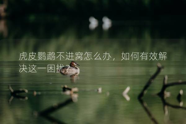 虎皮鹦鹉不进窝怎么办，如何有效解决这一困扰？
