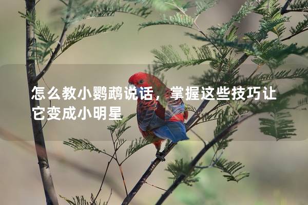 怎么教小鹦鹉说话，掌握这些技巧让它变成小明星