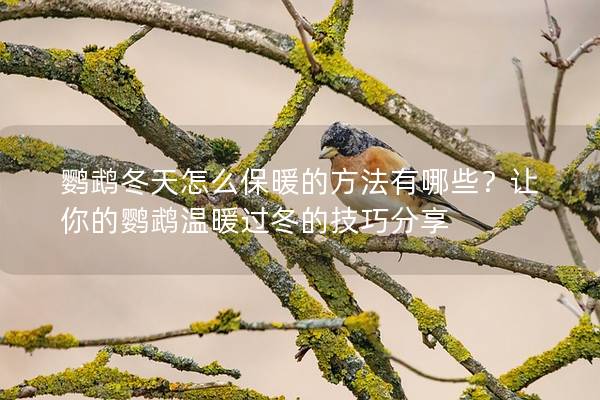 鹦鹉冬天怎么保暖的方法有哪些？让你的鹦鹉温暖过冬的技巧分享
