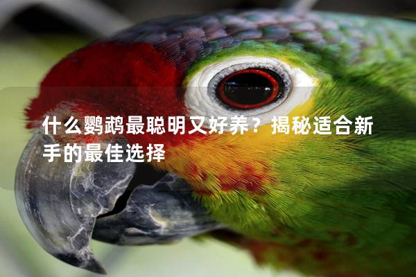 什么鹦鹉最聪明又好养？揭秘适合新手的最佳选择
