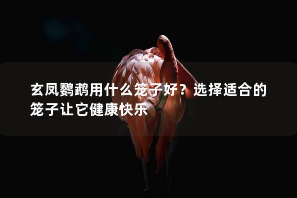 玄凤鹦鹉用什么笼子好？选择适合的笼子让它健康快乐