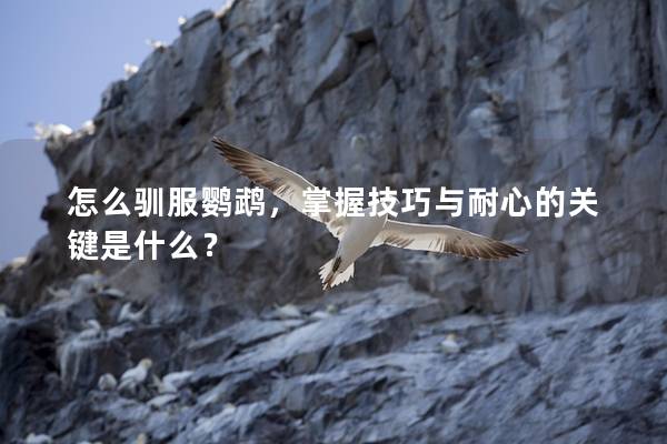 怎么驯服鹦鹉，掌握技巧与耐心的关键是什么？