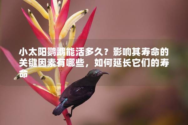 小太阳鹦鹉能活多久？影响其寿命的关键因素有哪些，如何延长它们的寿命