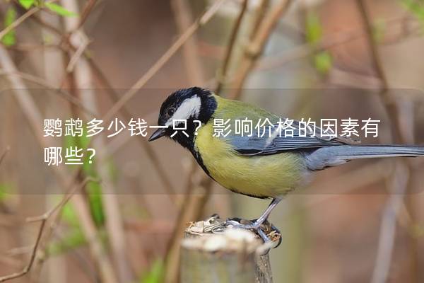 鹦鹉多少钱一只？影响价格的因素有哪些？
